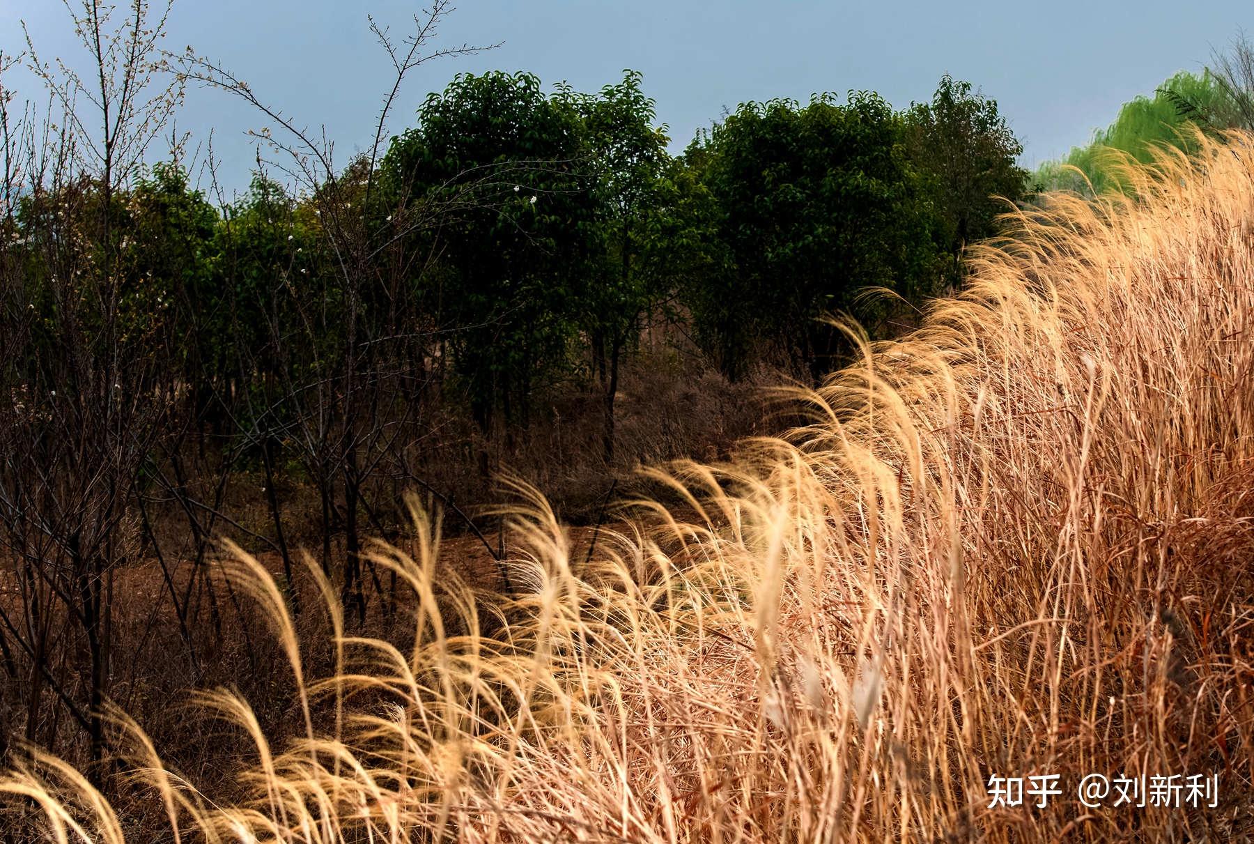 蓝田鹿走沟春色美