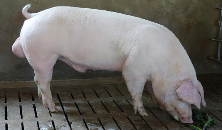 如何培育种公猪?种公猪的饲养管理要点 - 知乎