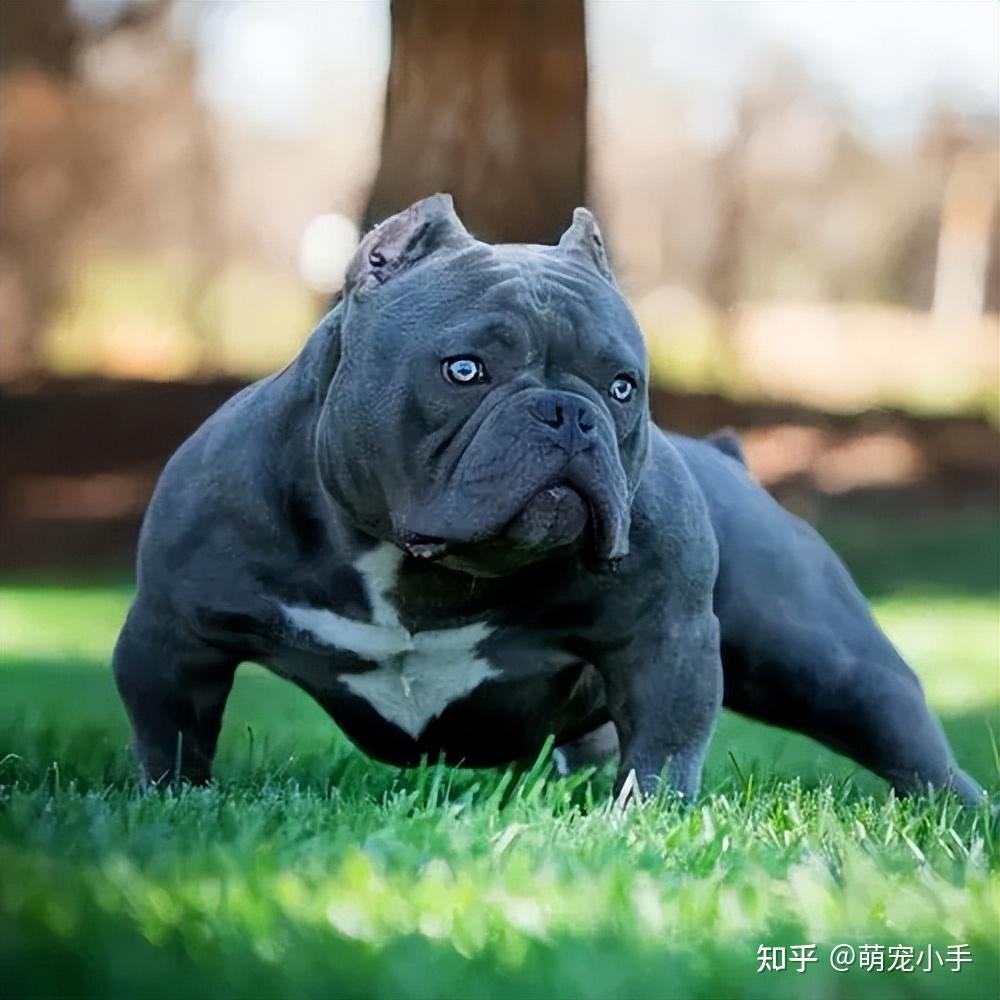 恶霸犬标准体型图片