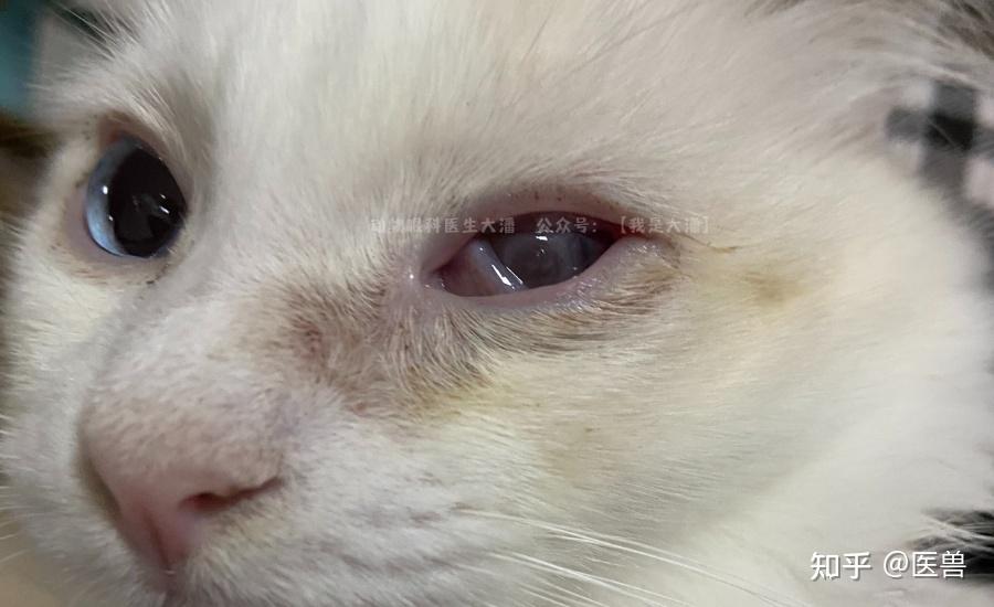 猫咪角膜炎照片图片
