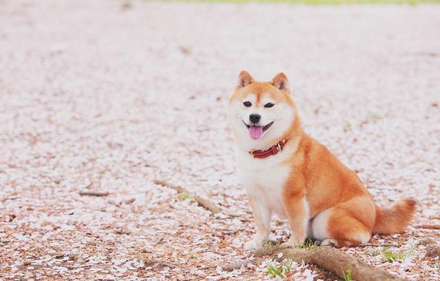 想養柴犬的朋友注意了史上最全柴犬性格分析來啦