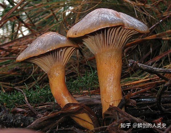 地球生物全系列从单细胞到人类伞菌目铆钉菇科