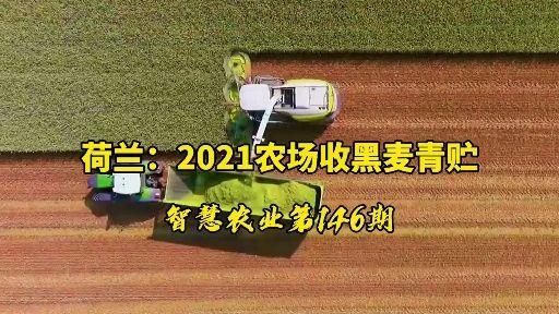 黑小麦黑燕麦有什么区别都是黑麦吗减肥期间适宜吃哪种黑小麦做成麦片
