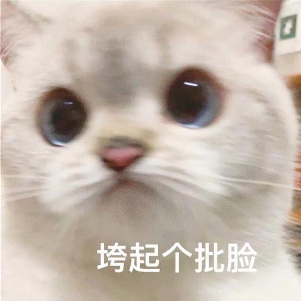 超级可爱的猫咪表情包 萌萌哒 400 张 知乎
