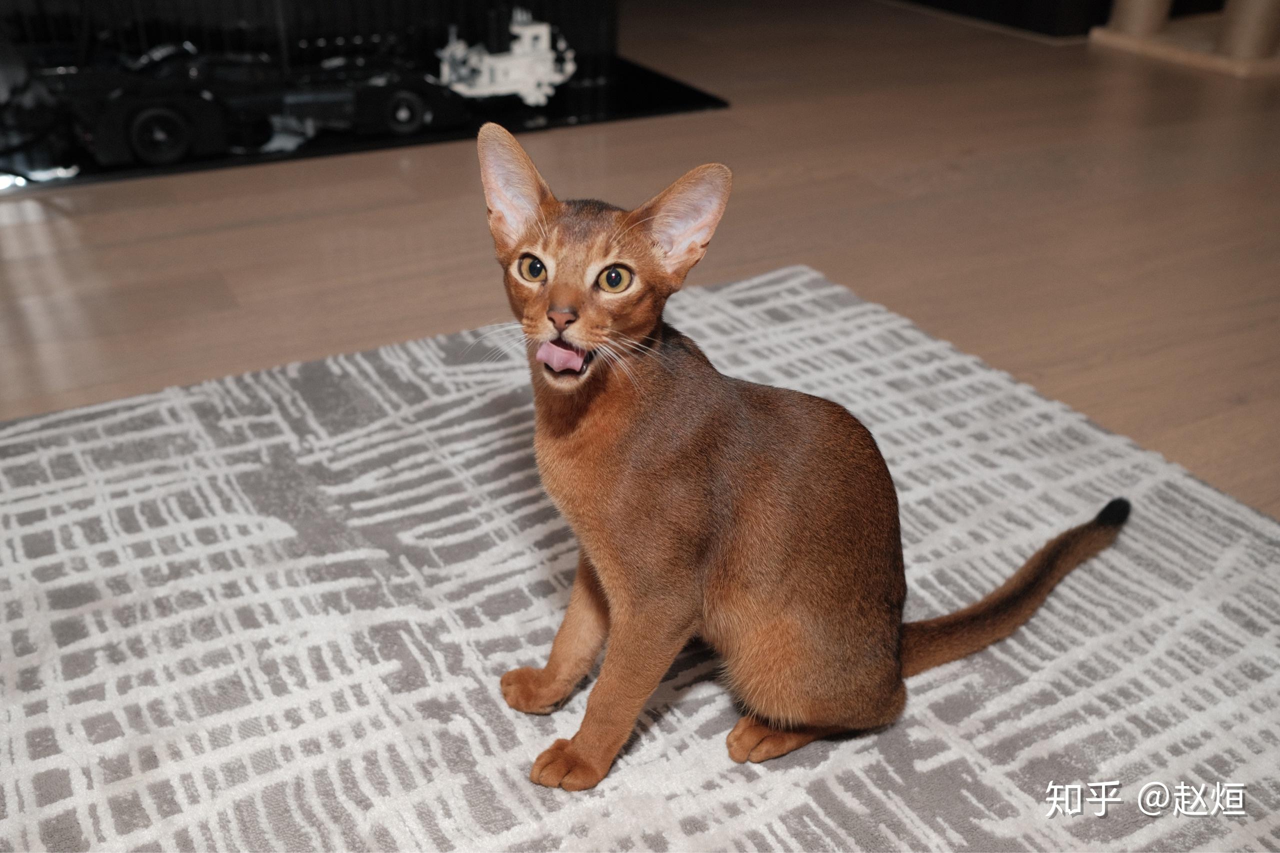 养阿比西尼亚猫(abyssinian)是种什么样的体验?这个品种有什么特点?