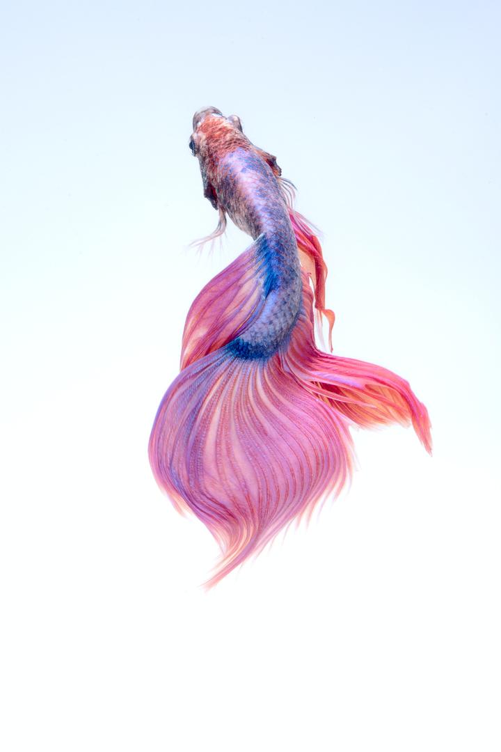 Torch sparse coo tensor 