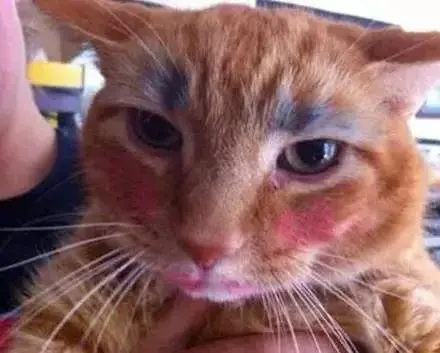 你肯定在网络上看到过这样的照片,猫咪狗子们一个个被浓妆艳抹,看起来