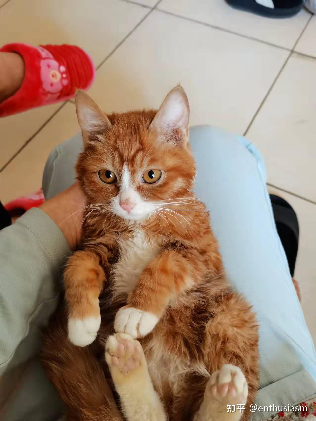 橘花猫:记录大圆子一步一步胖起来:) - 知乎