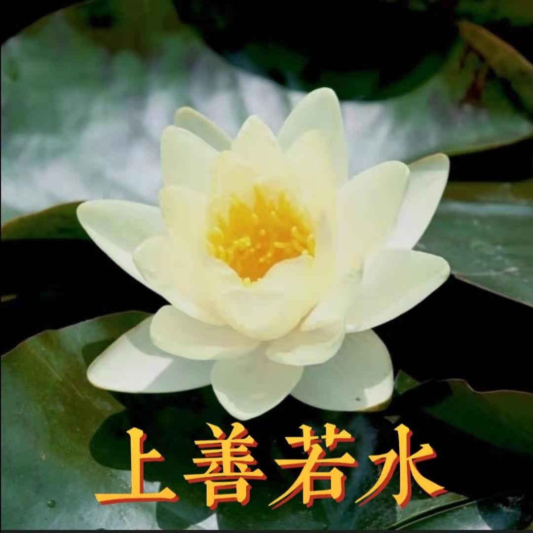 为什么很多中年妇女喜欢用荷花/莲花/荷塘图片做头像?