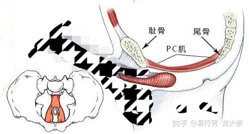 pc肌图解图片