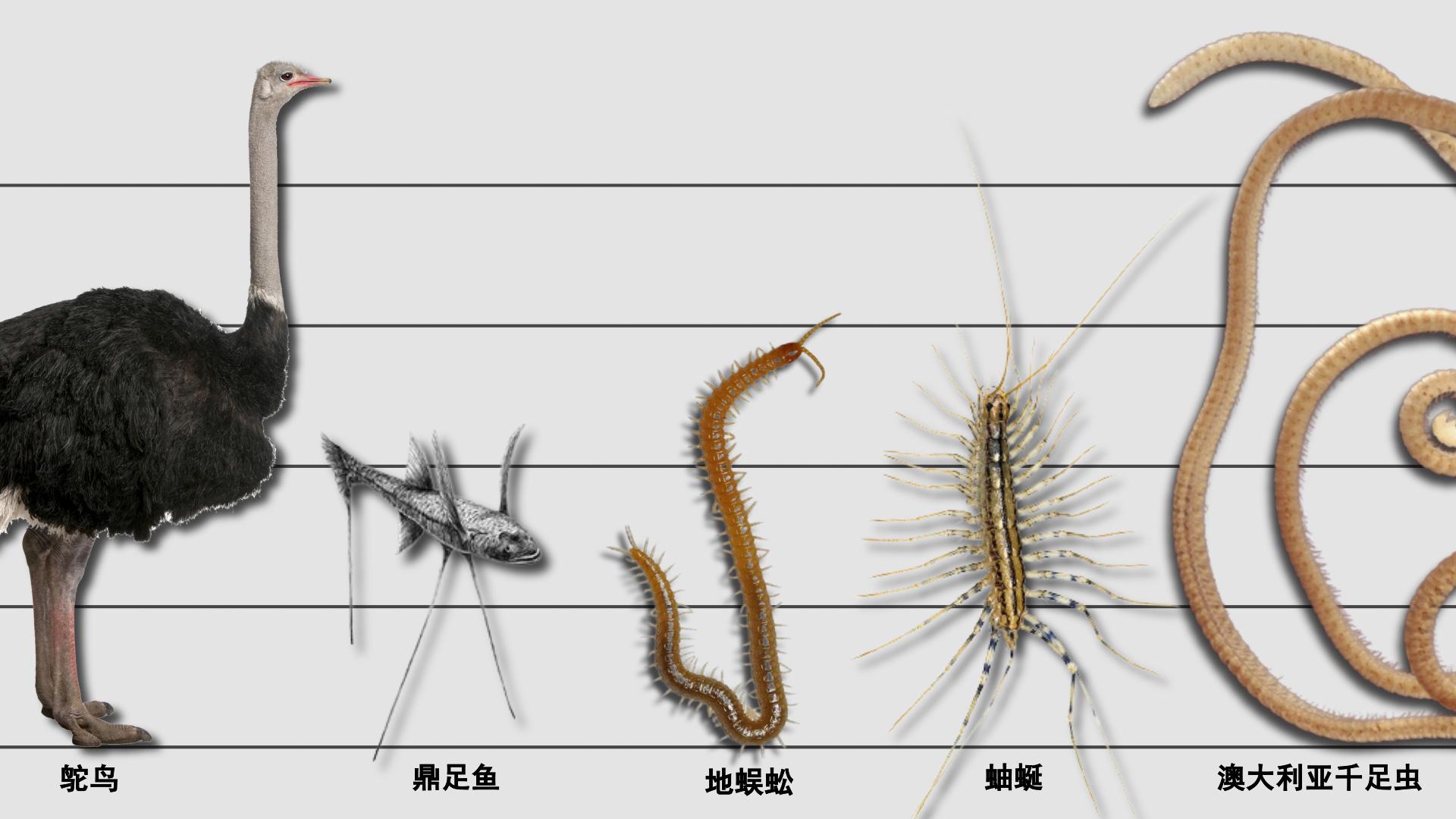 九条腿的动物图片