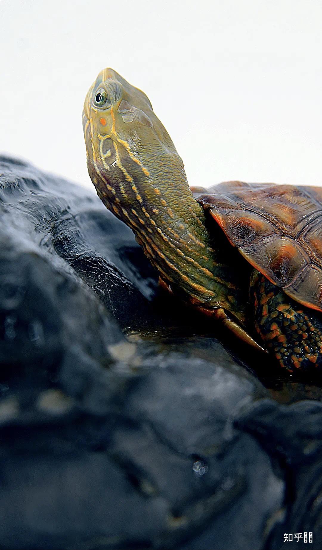 有哪些好看的乌龟照片