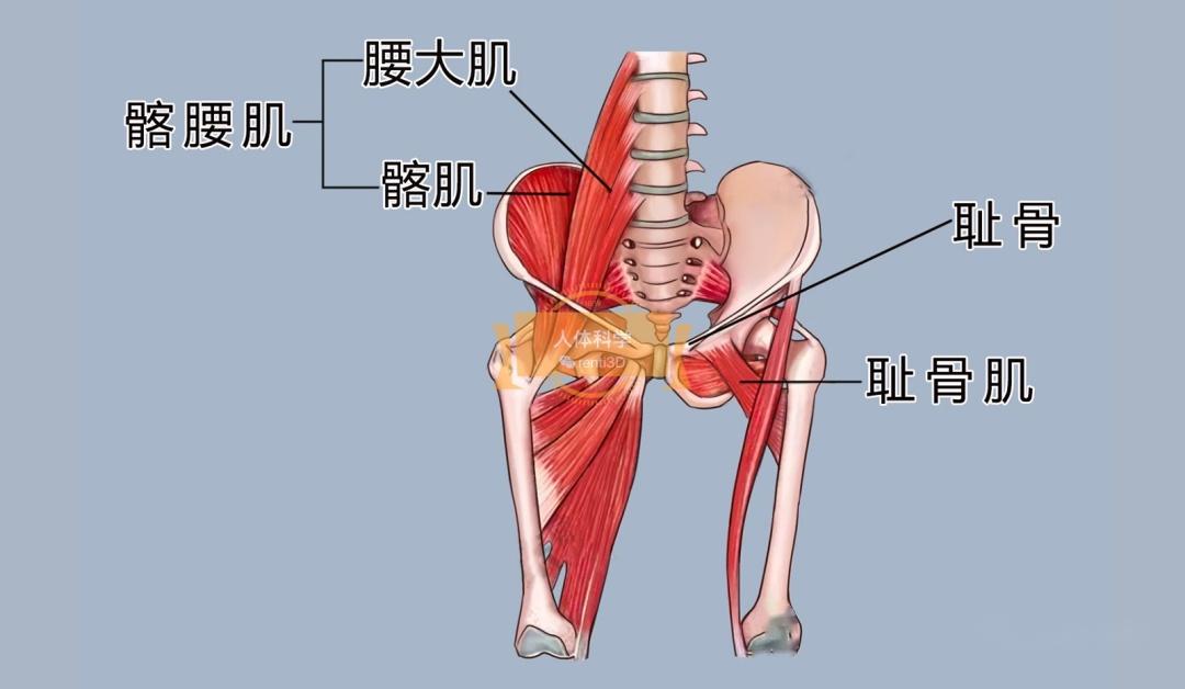 位置耻骨肌位于大腿内侧上部