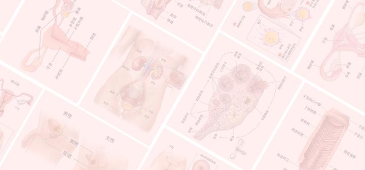 【15张精品解剖图】读懂女性“下半身”，爱护她、愉悦她！ - 知乎