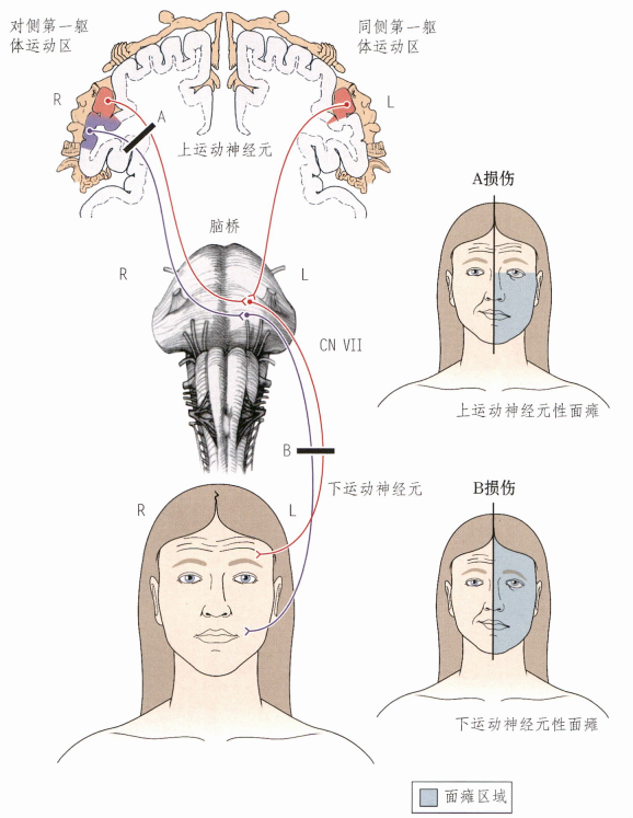 神经解剖中的主要交叉与临床联系 - 知乎