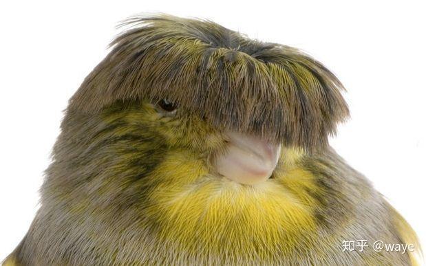 电鸟个灯泡长什么样