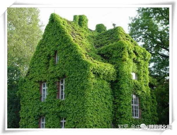 就像长脚的壁虎,附着在墙壁上很多时候,它们只需要短短几个月的时间从