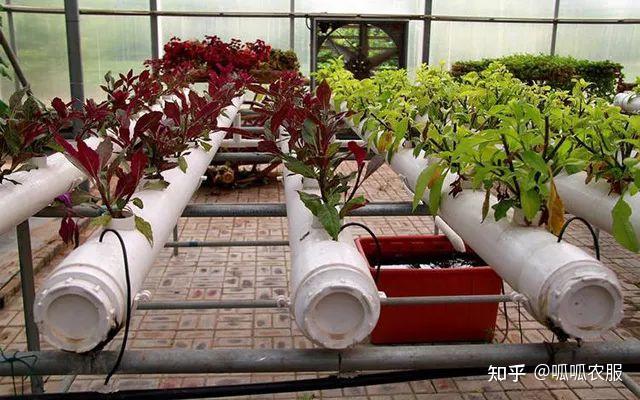 【现代农业】4大现代农业种植模式，13种栽培方式，你用的是哪种？ - 知乎