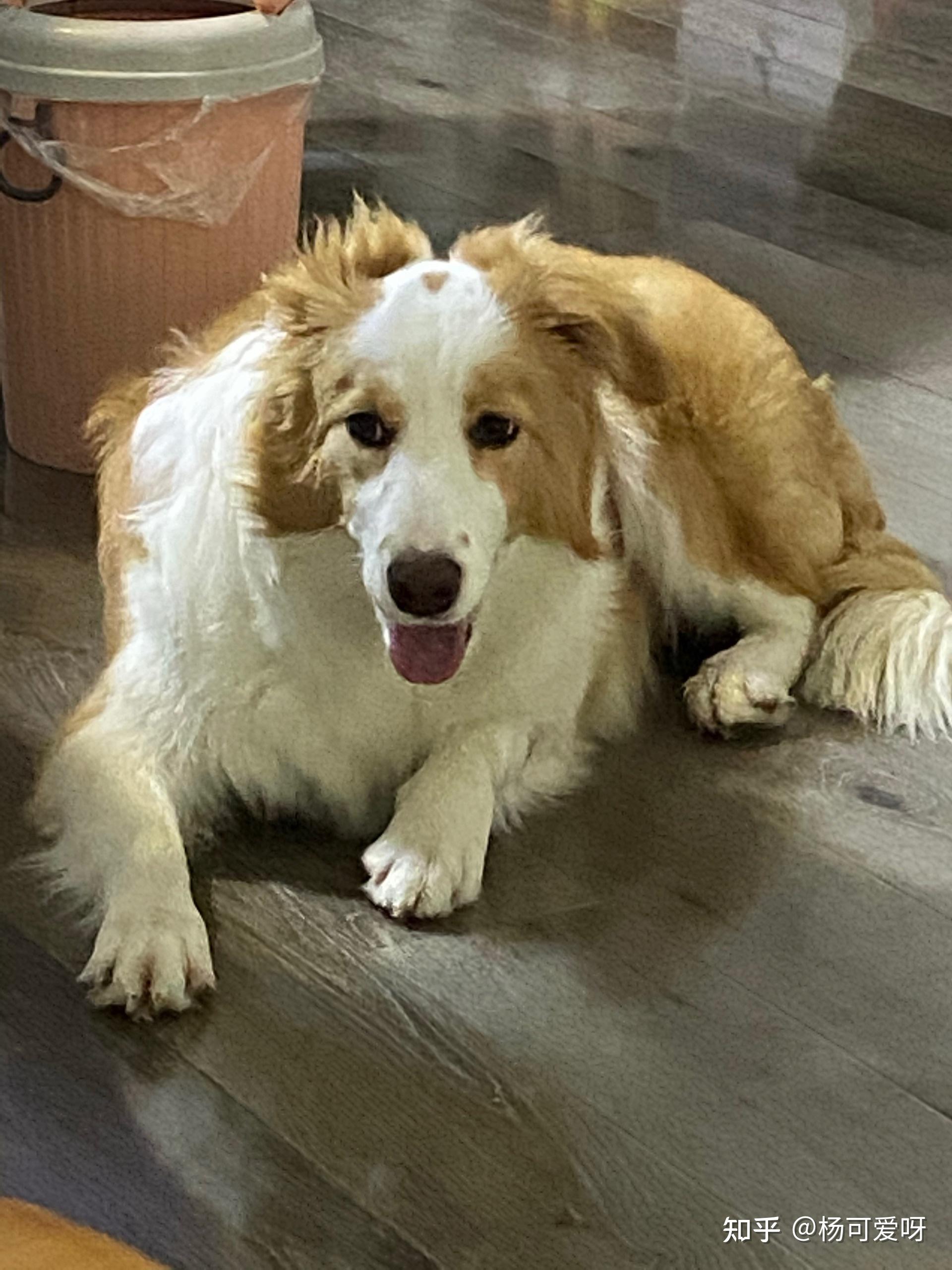 金毛边牧(金边)有多好看,多帅气? - 知乎