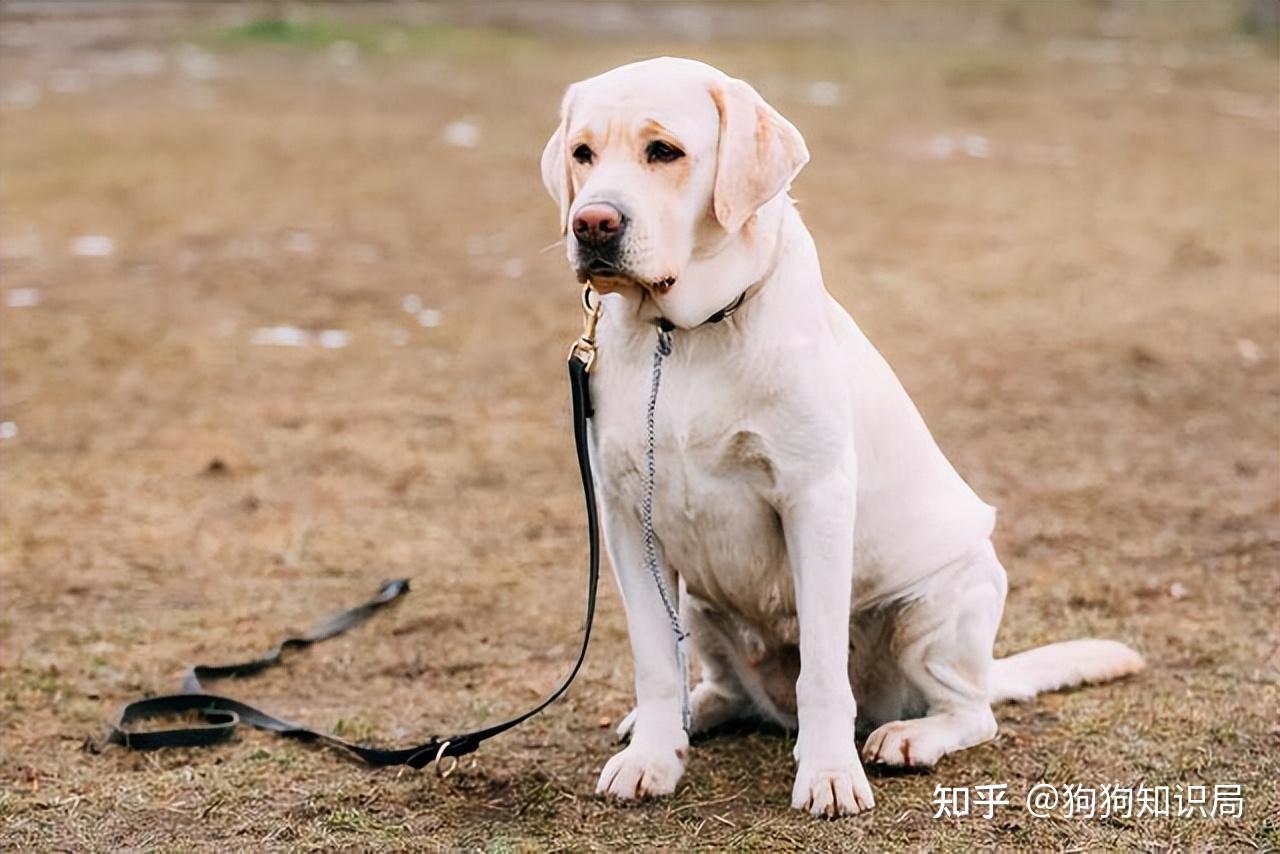 狗界中最通人性的5种狗别错过了它会守护你一辈子