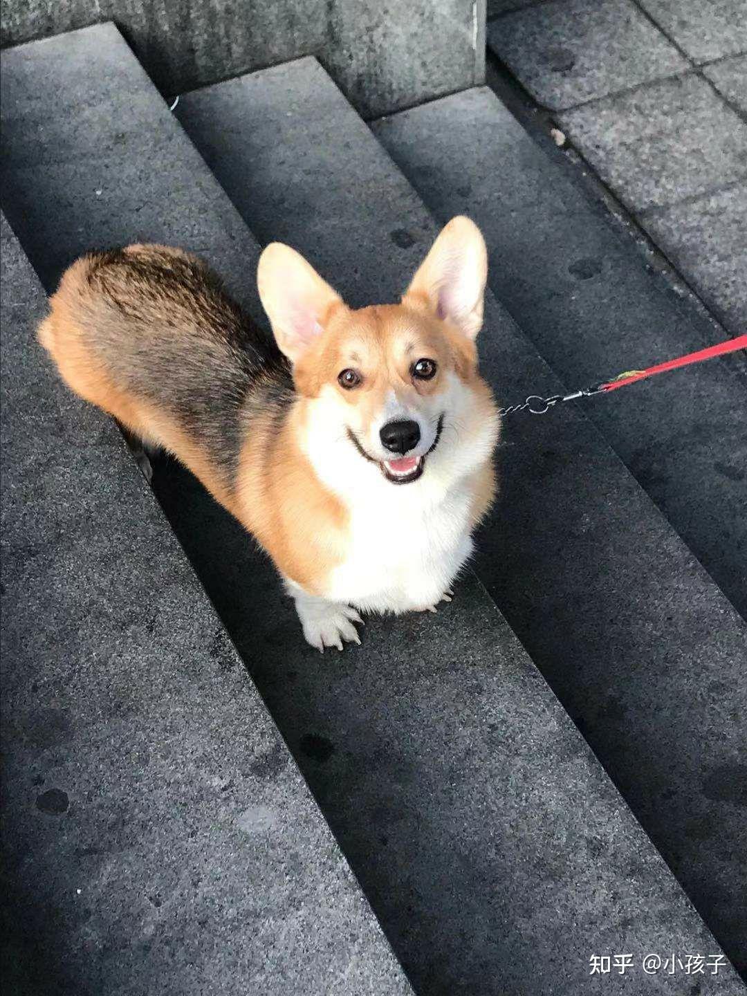 奶油脸柯基长大后脸上黑毛会褪吗