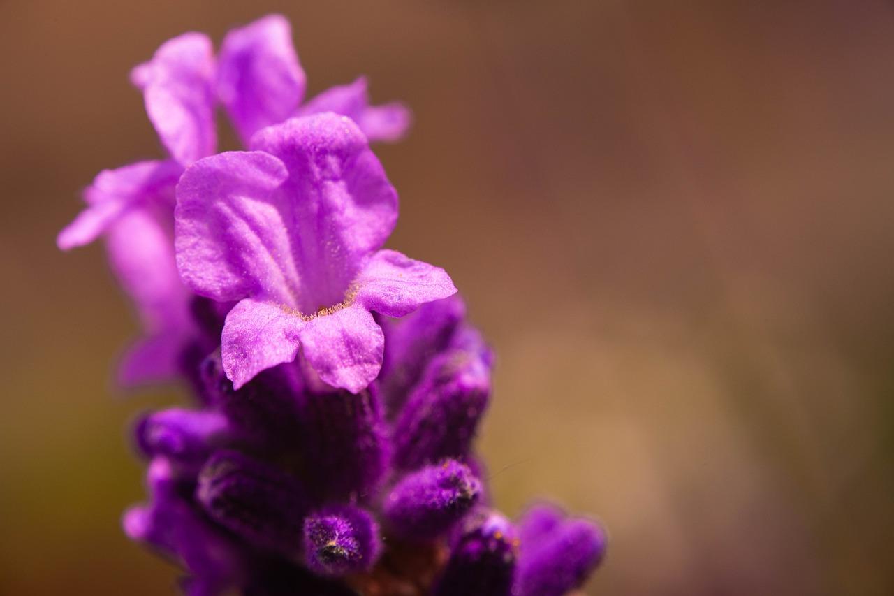 种植黄芩后市如何