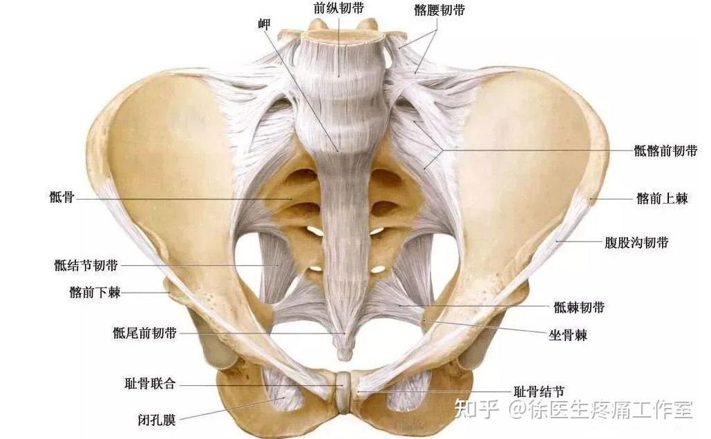 耻骨肌孔图片