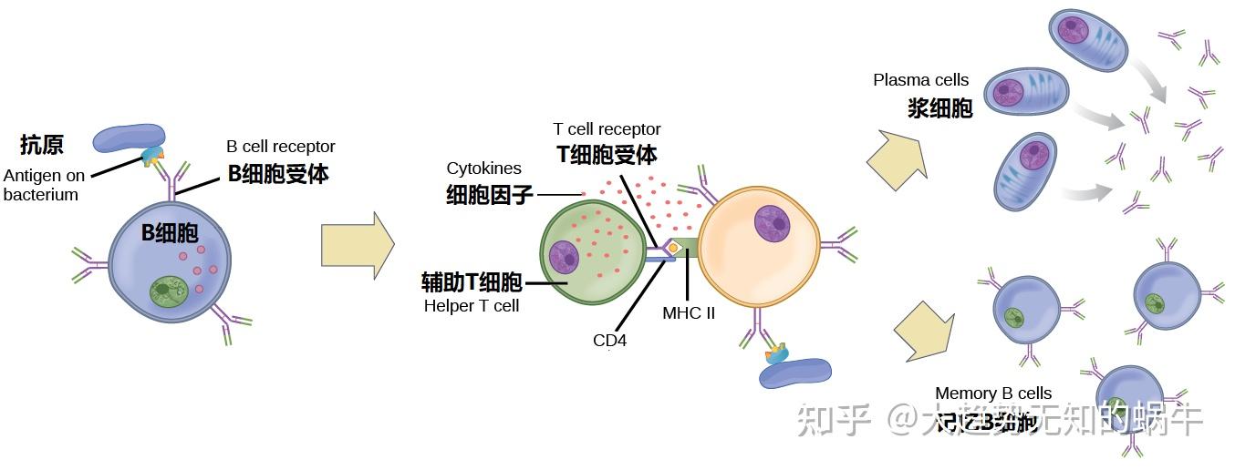 母体免疫 zhuanlan.zhihu.com