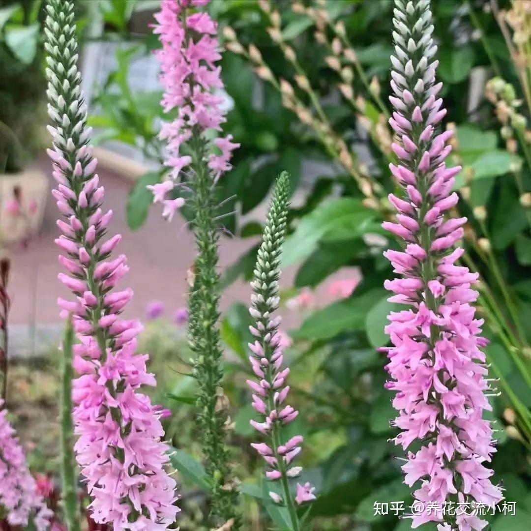 夏秋开花不停的穗花婆婆纳，怕水多，适合粗养 知乎 