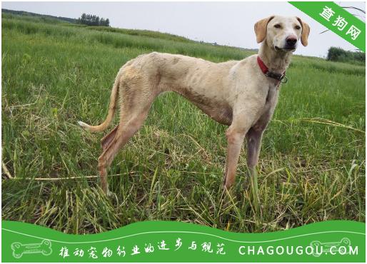 什么狗狗需要剪耳 狗狗应该什么时候剪耳 知乎