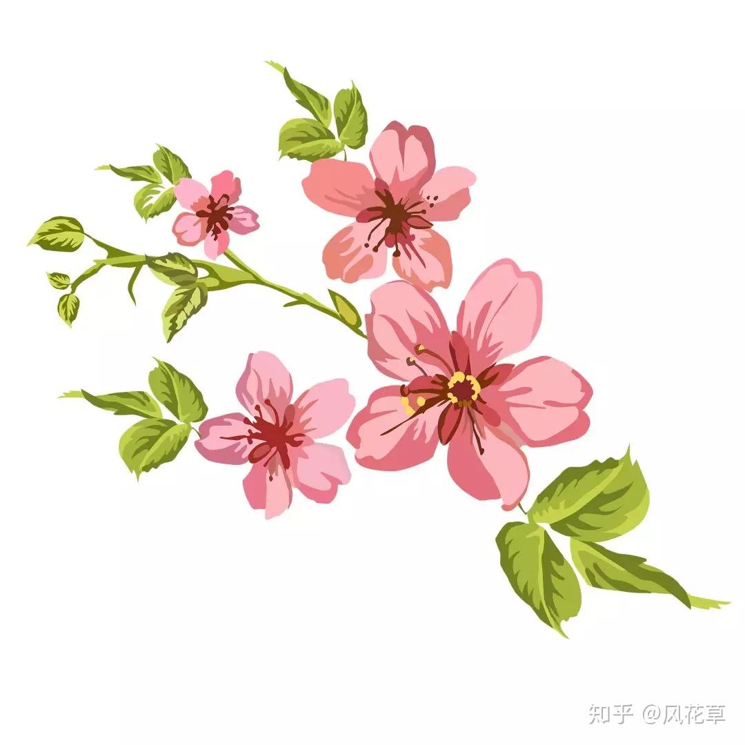 瑞香花图片卡通图片