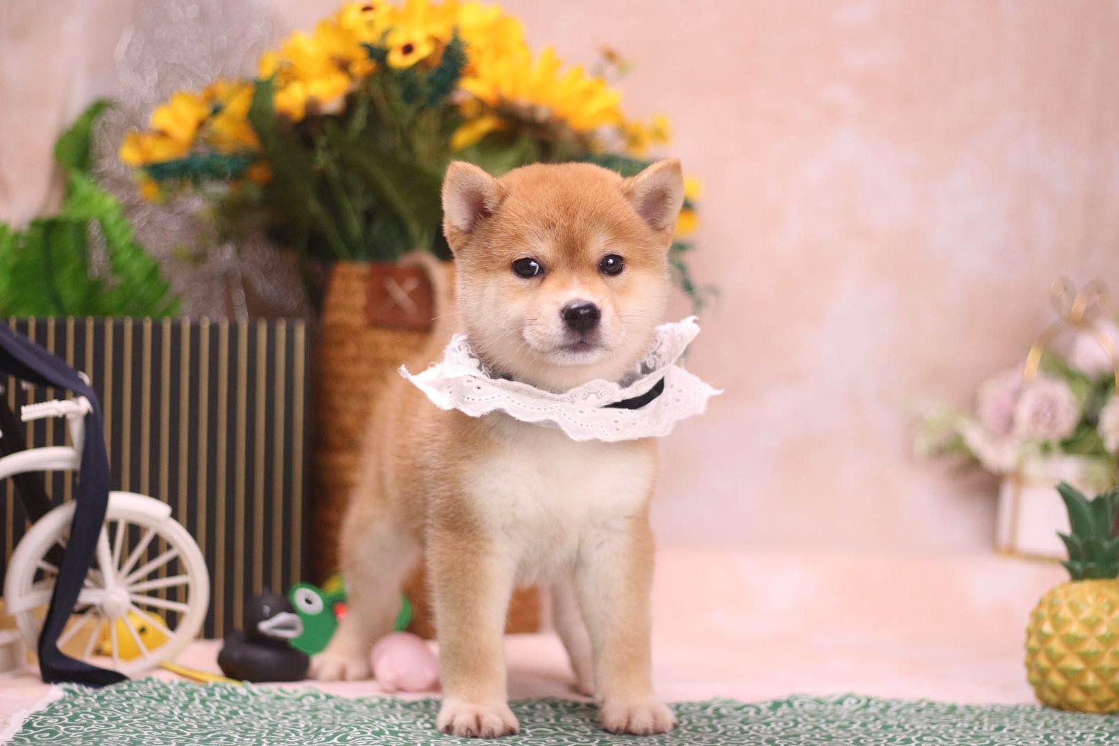 购买一只小柴犬要注意避免选择星期狗 锋尚犬舍主理人手把手科普教学 知乎