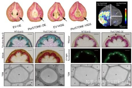 图2 pbrstone参与调控石细胞组分木质素合成的功能验证开展梨品种资源