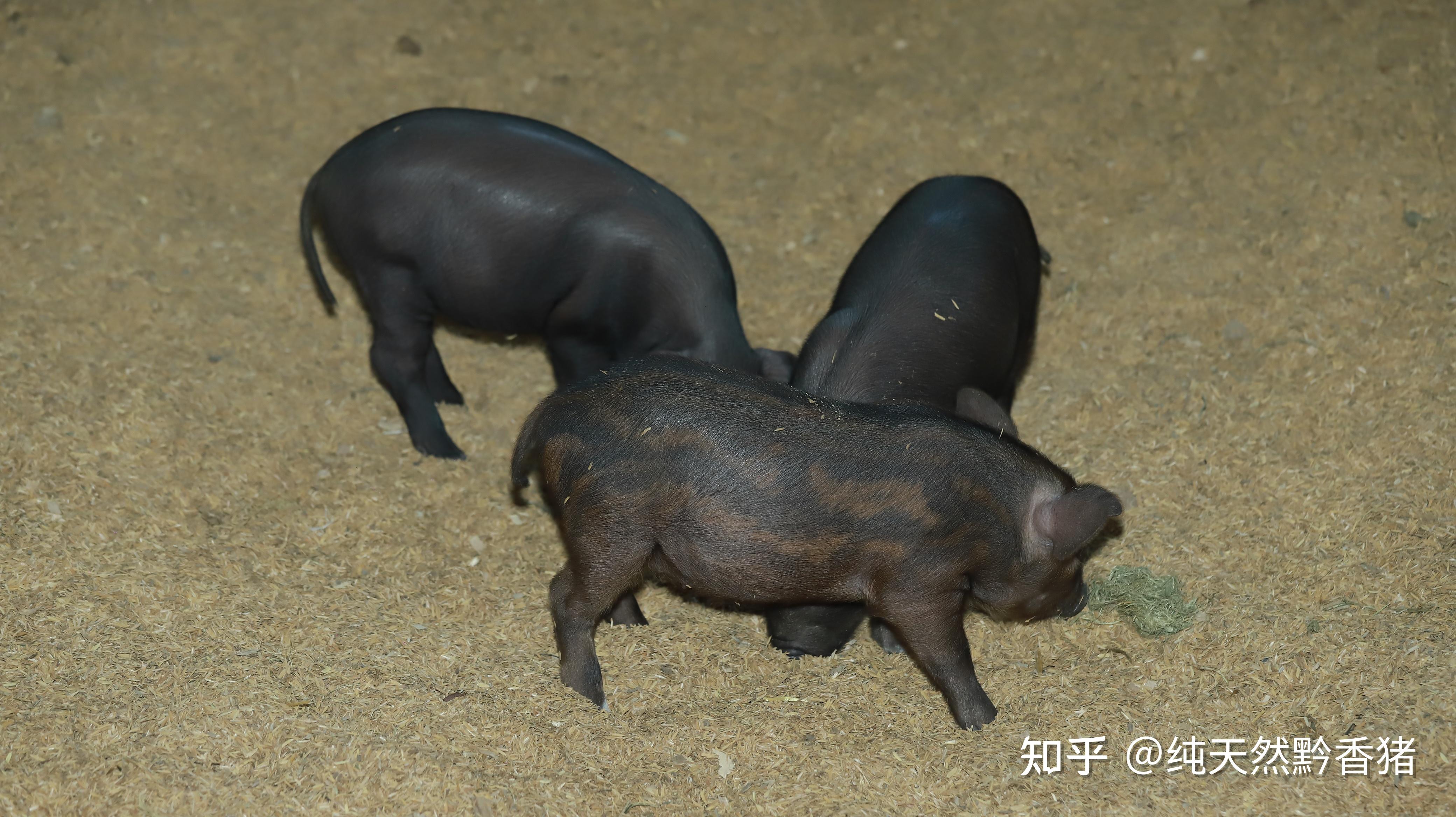 创新引领养猪产业发展,共同推动乡村振兴