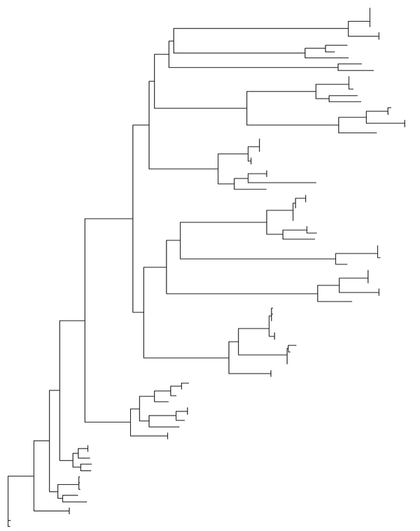 Iqtree ggtree 