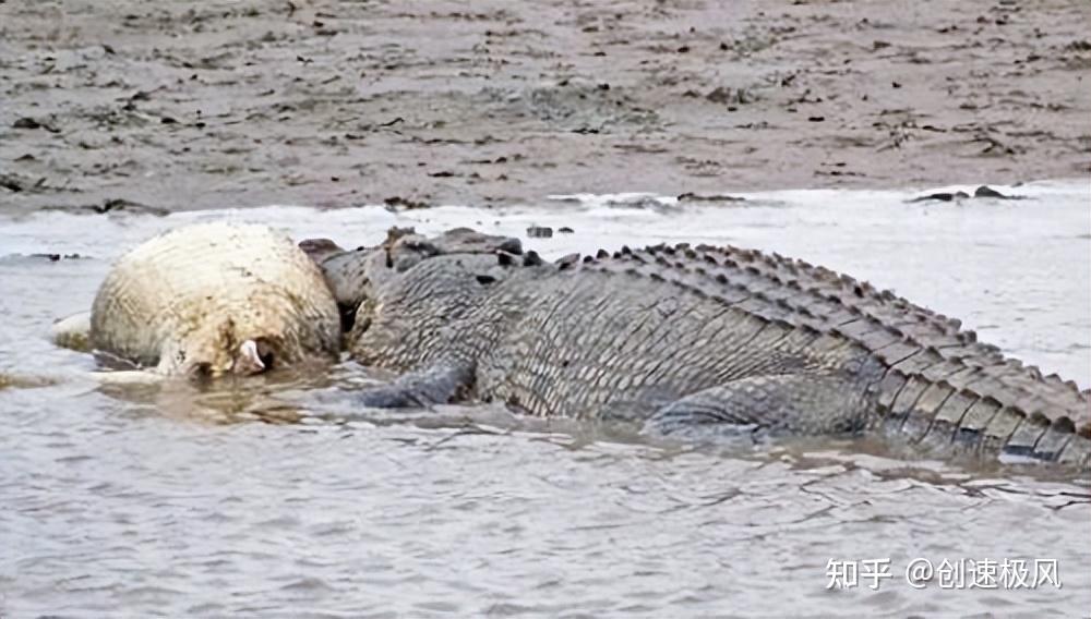 二战缅甸兰里岛日本900士兵葬身鳄鱼袭击是真实的吗?