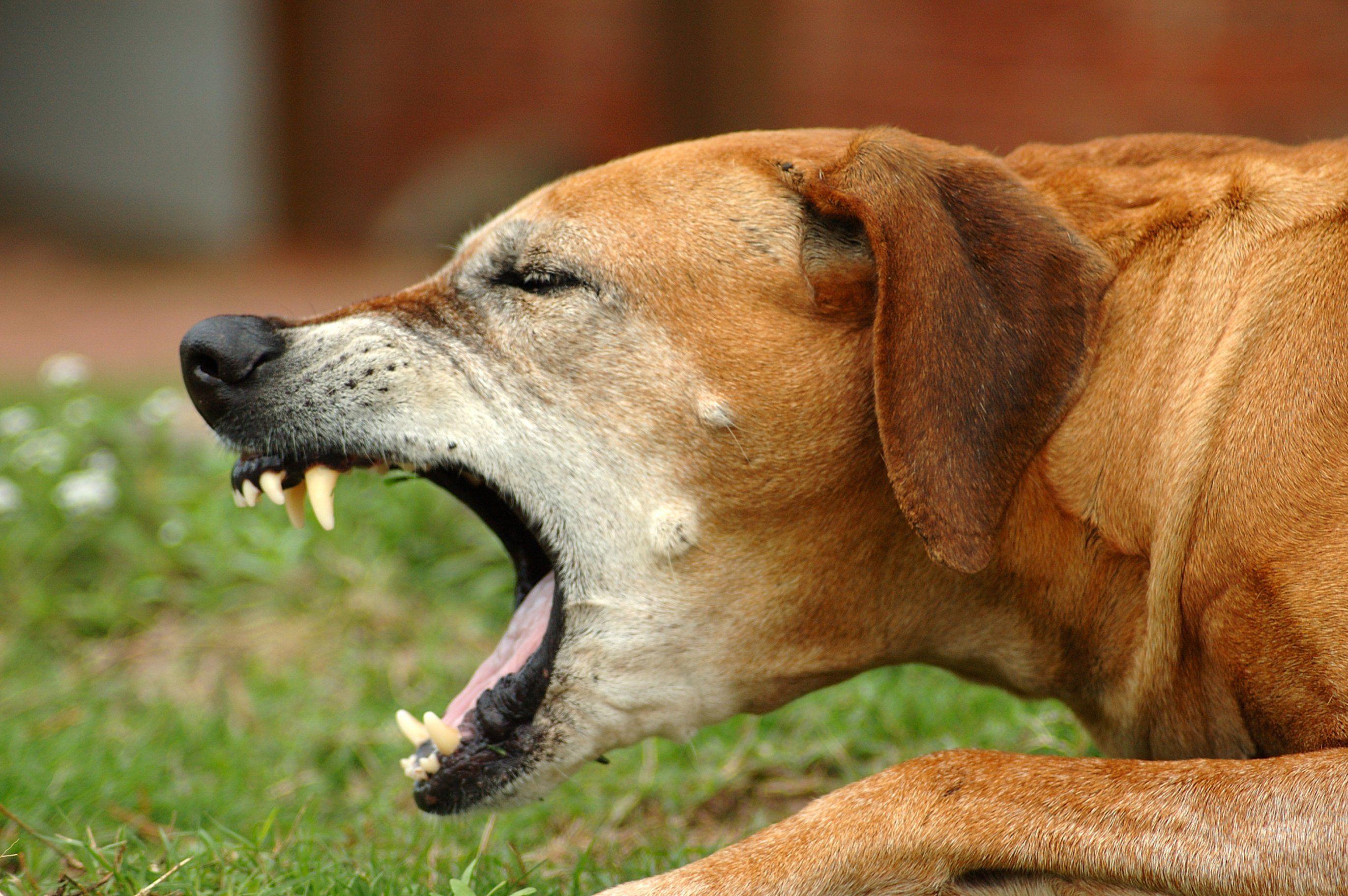 别把狗咳嗽当感冒这种声音是在求救一张图帮你分辨5种咳嗽