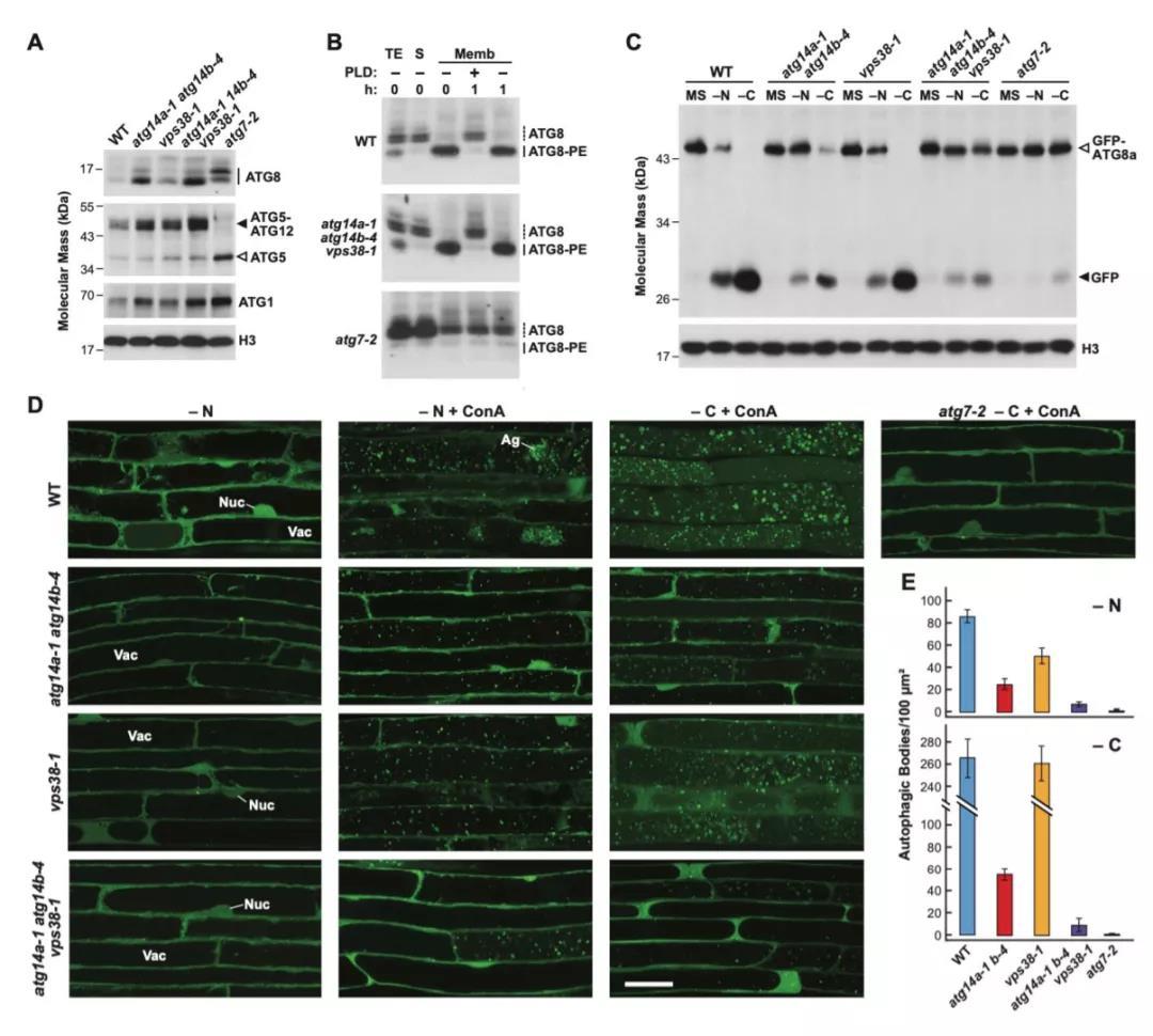 plant cell | 刘芬博士等揭示自噬蛋白atg14介导pi3k复合体调控植物
