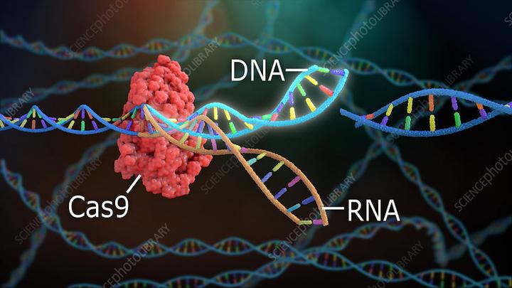 BioTechniques发布优化CRISPR/Cas9实验的指南-源井生物 - 知乎