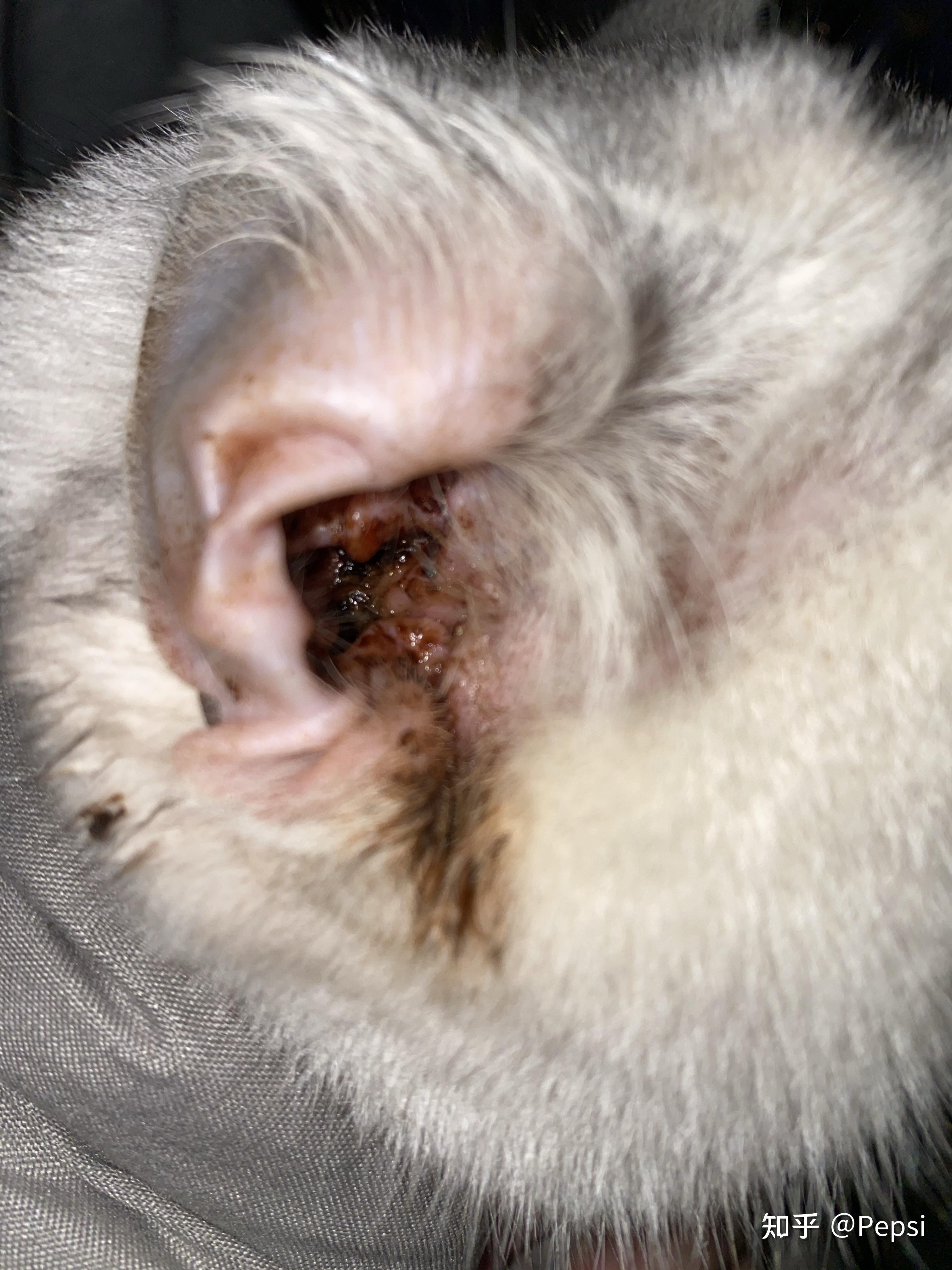 猫咪耳朵下方靠近脸部脱毛是由于耳螨严重扩散的原因还是抓挠过度发炎