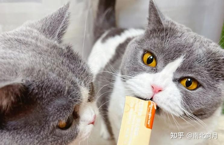 猫条怎么选?高性价比闭眼入,多久喂一次? - 知乎