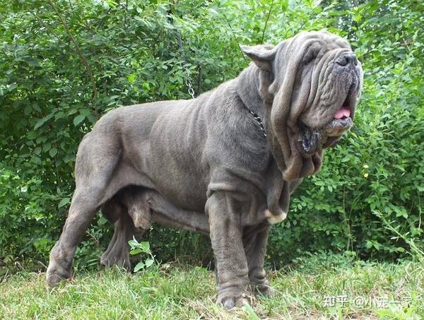 战斗指数:★★★★★性格:战无不胜攻无不克,凶猛,服从性差很难驯服.