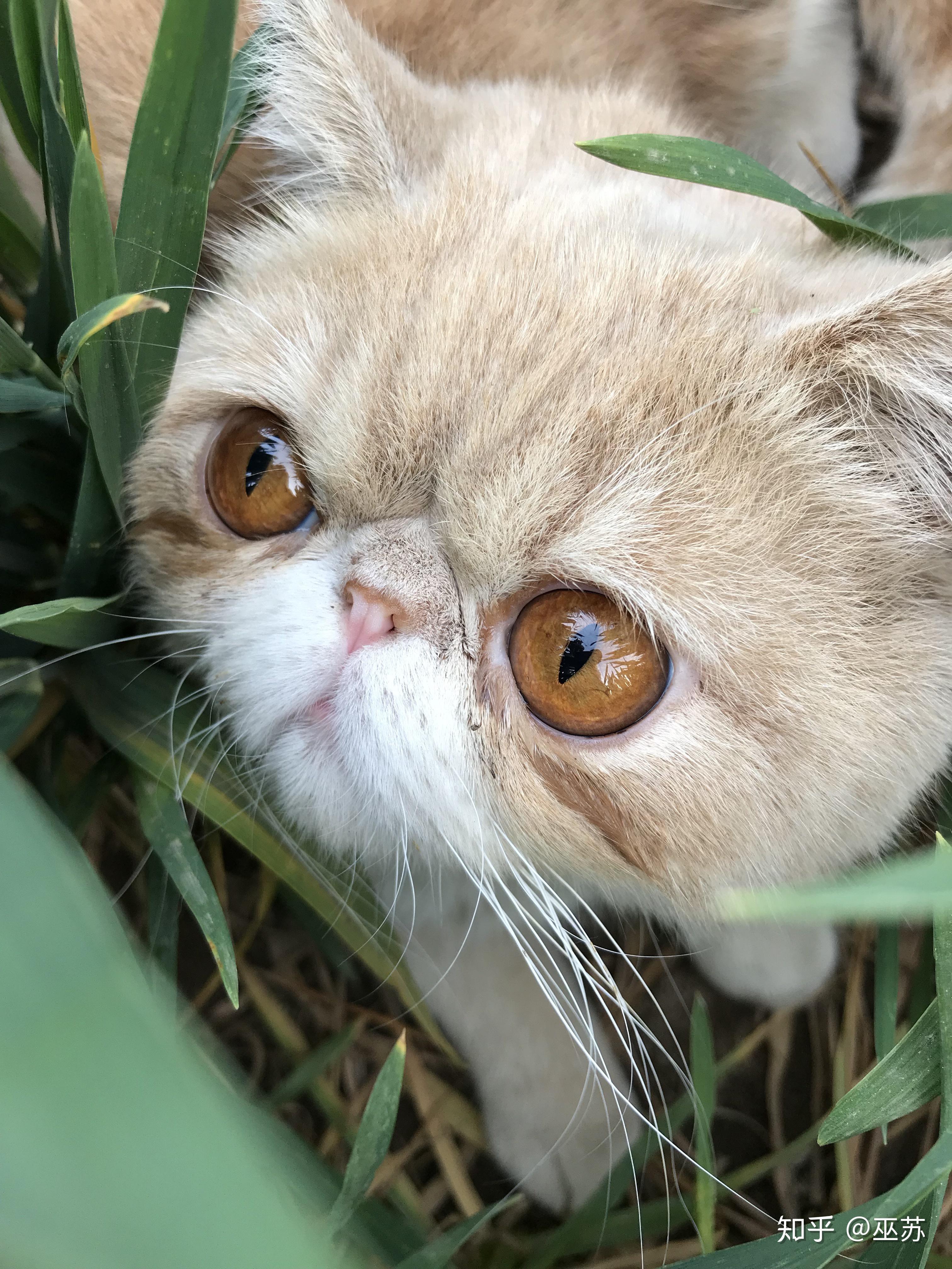 为什么猫咪眼睛又大又圆?而有的猫眼神很鄙视.