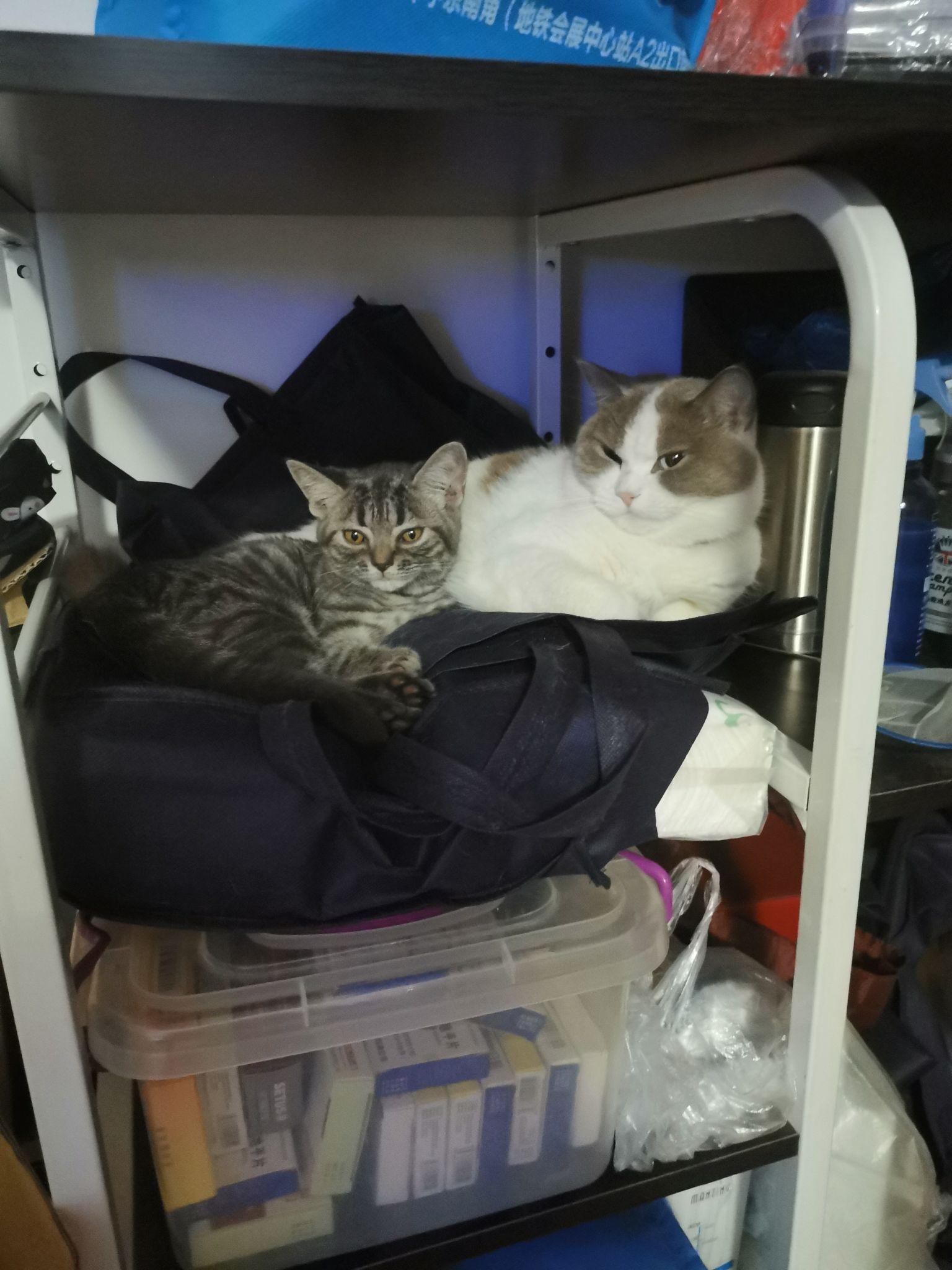 如何看待b站up主花花与三猫catlive被质疑知后院买后院