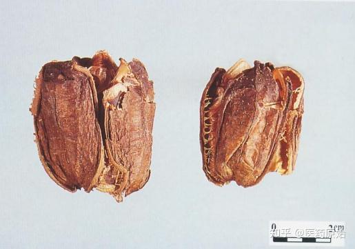 带你识别马兜铃 - 知乎