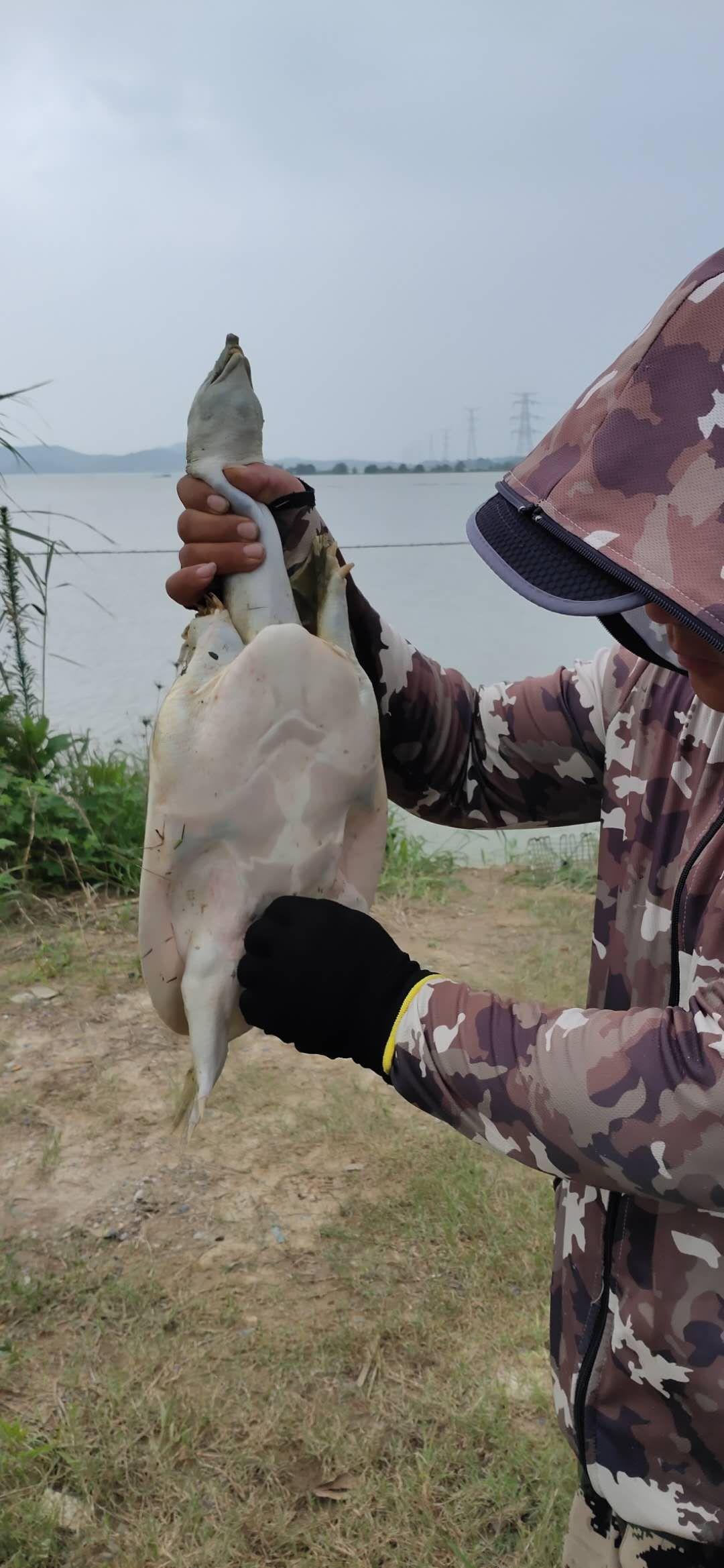 林北四文鱼可以放生