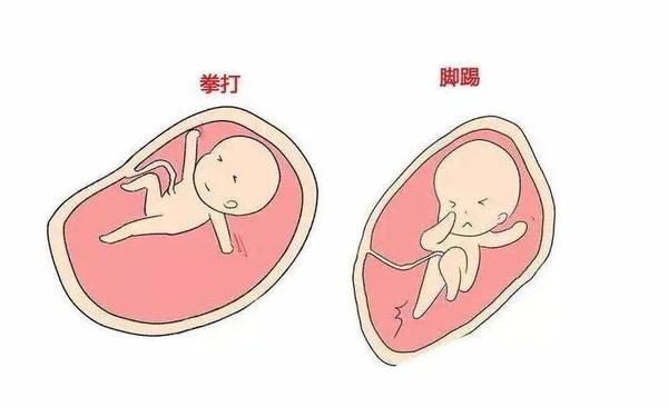胎动与男孩女孩有关 知乎