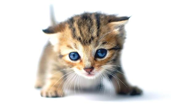 幼猫喂养指南,新手养猫需要重视的小常识! - 知乎