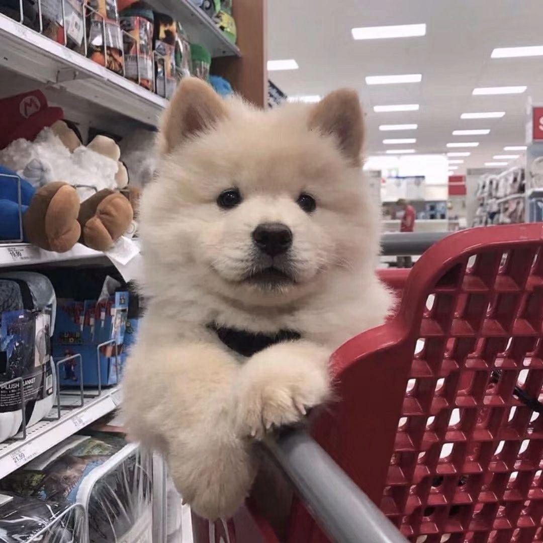 有没有带狗狗的情侣头像或者其他好的情头