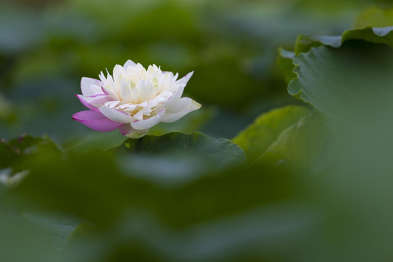 厦门莲花房价多少
